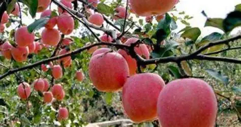 苹果视频-苹果文化故事